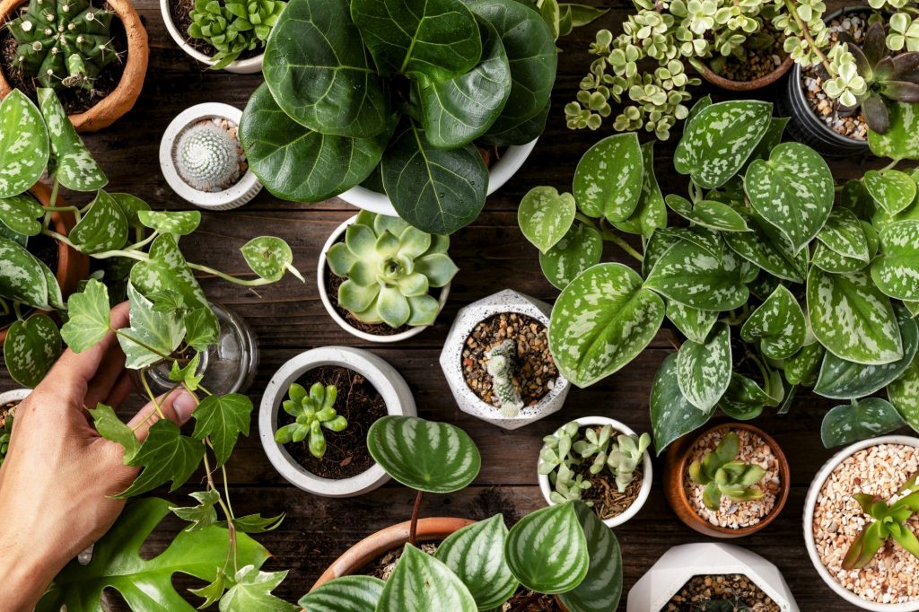 How to Move House with Your Plants: A complete guide